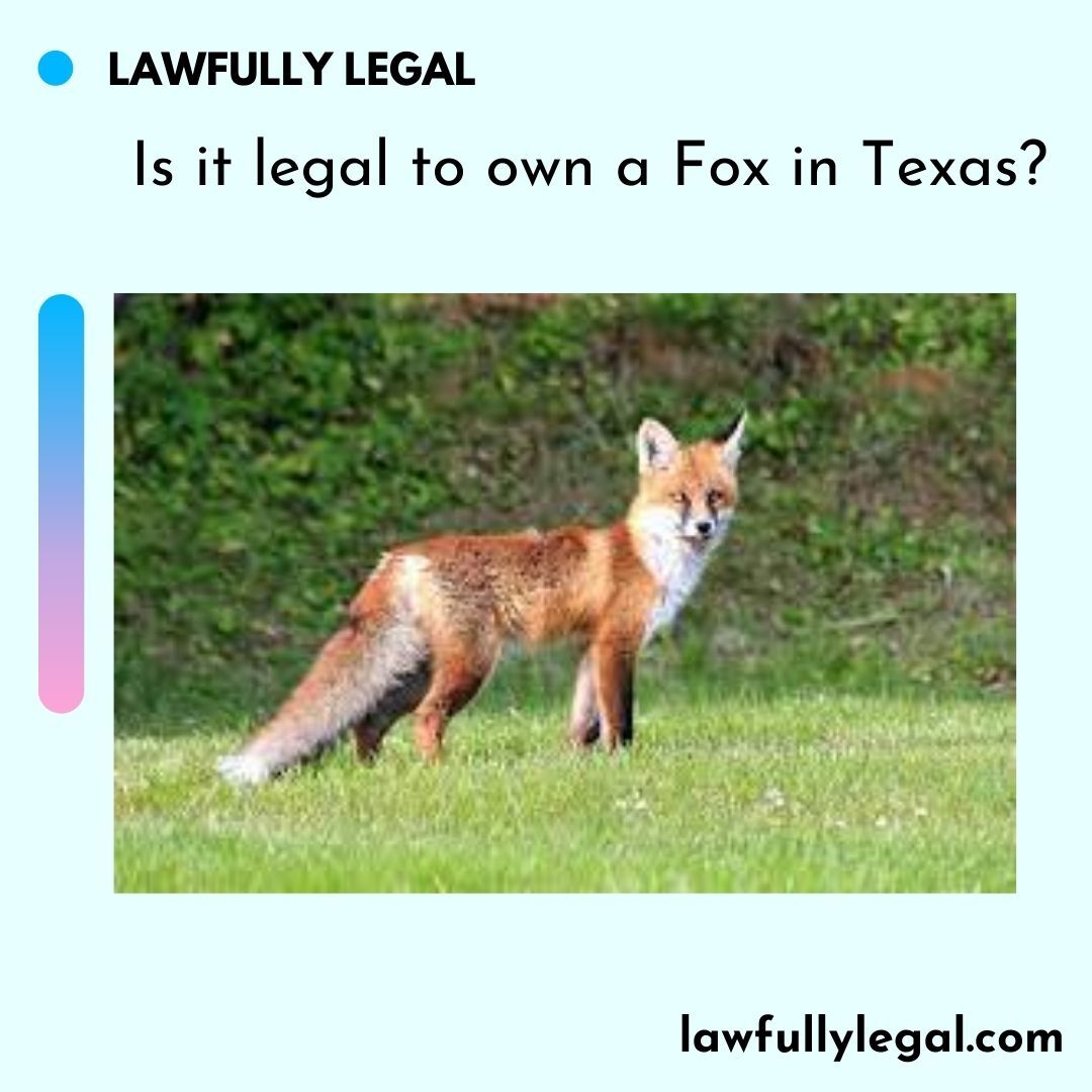 Is it legal to own a Fox in Texas? Lawfully Legal