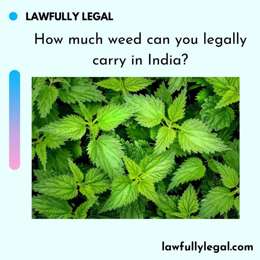 How much weed can you legally carry in India? Lawfully Legal